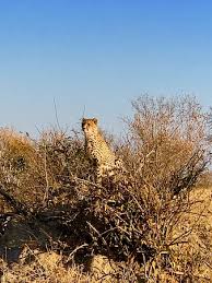 Let marinate for 15 to 20 minutes. Food Was Amazing Boma Dinner With Impala Fish Tacos Chicken Pot Pie And A Lovely Sundowner Se Picture Of Londolozi Tree Camp Londolozi Private Game Reserve Tripadvisor