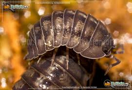 I caught a pill bug! Common Pillbug Armadillidium Vulgaris