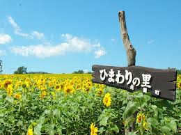 Bunga ini adalah bunga yang dikenal masyarakat jepang sebagai bunga musim panas. Himawari Bunga Ikonik Musim Panas Di Jepang Review Jalan Jalan Ke Jepang