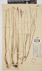 Image result for Bewsia