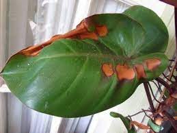 Philodendron Is Brown On Edges What To Do For Leaves Turning Brown On Philodendrons Alocasia Plant Plant Leaves Turning Brown Plant Leaves Turning Yellow
