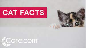 It's tempting to believe you know everything about your furry, feline friend(s). 101 Amazing Cat Facts Fun Trivia About Your Feline Friend In Charlottesville Va Charlottesville Cat Care Clinic