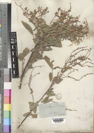 Image result for Desmodium nicaraguense