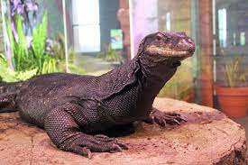 She is a very cool monitor with great, jet black coloring. Maritime Aquarium Mourns Death Of 6 Year Old 7 Foot Long Black Dragon Lizard Darienitedarienite