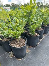 Image result for Ligustrum