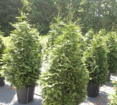 Image result for cuttings thujas