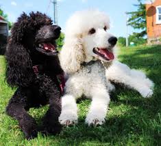 My teacup poodles is a breeder of teacup poodles in the toronto area. Double A Standard Poodles Standard Poodles Ontario Breeder