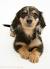 Miniature Long Haired Dachshund
