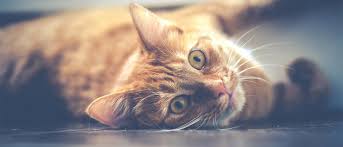 Find out what is so #19 orange tabbies usually have gold or green eyes. 5 Reasons Why Ginger Cats Are So Special Wellness Pet Food