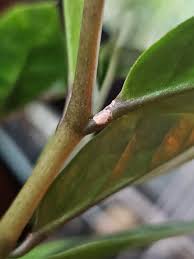 Image result for scale on plant