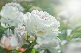 Join facebook to connect with fiori bianchi and others you may know. Fiori Bianchi Classificazione E Migliori Varieta Per Il Giardino