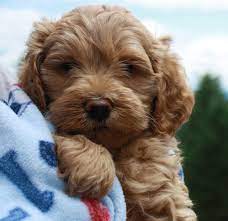 Check spelling or type a new query. Puppies Available At Fernridge Labradoodles