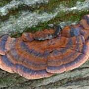 Image result for Ischnoderma resinosum