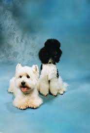 Tinas Hundesalon