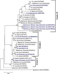 Aceste tarife sunt în vigoare de la 1 ianuarie 2019 şi sunt aceleaşi în toate localităţile din aria de operare. Frontiers Babesia Species Of Domestic Cats Molecular Characterization Has Opened Pandora S Box Veterinary Science