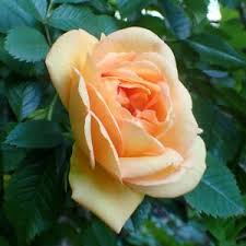 Rosa 'Stephens' Big Purple' in 2 gallon pot