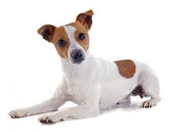 Maybe you would like to learn more about one of these? Dog Jack Russell Terrier Traits And Pictures