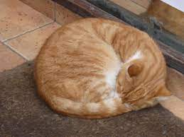 beyoglu istiklal caddesinde bir kitapci dukkani onunde uyuyan sari kedi foto hakan sobaci kedi hayvanlar cizimler