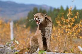 The cougar (puma concolor) is a large cat of the subfamily felinae.native to the americas, its range spans from the canadian yukon to the southern andes in south america and is the most widespread of any large wild terrestrial mammal in the western hemisphere. How To Survive And Avoid A Mountain Lion Attack The Manual