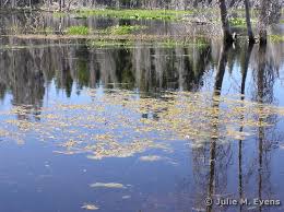 Image result for Stuckenia