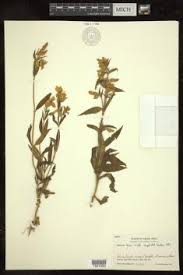 Image result for Exacum oldenlandioides