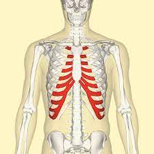 There are only four different types of corpse parts in the game as of now, those being the rib cage, pelvis, left arm, and the heart. Costal Cartilage Wikipedia