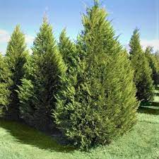 Leyland Cypress Tree In 2021 Leyland Cypress Trees Leyland Cypress Cypress Trees