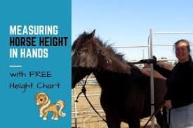 Measuring Horse Height In Hands With Chart Helpful Horse