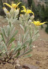 Image result for Xerophyta villosa