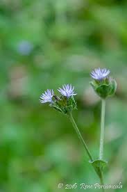 Image result for Elephantopus mollis