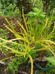 Image result for Afrobrunnichia