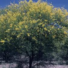 Image result for Acacia tenuispina