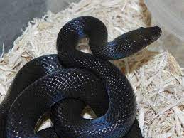 African House Snake For Sale Lamprophis Fuliginosus Snakes For Sale African House Snake