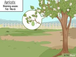 We did not find results for: How To Pollinate Fruit Trees With Pictures Wikihow