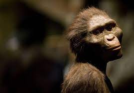 8 Interesting Facts About Lucy The Ancient Ape Human Evolution Early Humans Hominid