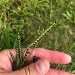 Image result for Urochloa eminii