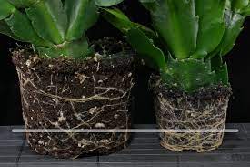 Most desert cacti have an extensive system of shallow roots that spread out another interesting way cactus roots harness precious water and prevent water loss is by. Schlumbergera Hybrids Christmas Cactus