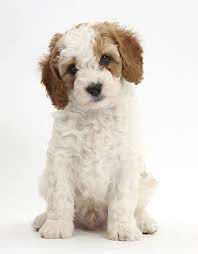 Red And White Cavapoo Puppy Duvet Cover For Sale By Mark Taylor