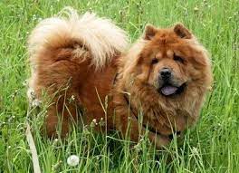 40 most popular breeds for women dog breeds list chinese dog most cutest dog