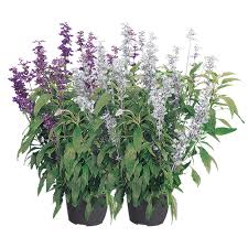 Image result for Salvia farinacea