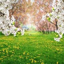 Flower Garden Background 300x300 28 46 Kb Picserio Com 2,831 best garden background free brush downloads from the brusheezy community. flower garden background 300x300 28