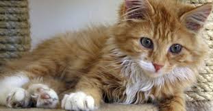 Kedi Sahiplerinin Ve Sahiplenmek Isteyenlerin Sik Sordugu Sorular 4 Kedi Sahiplenme