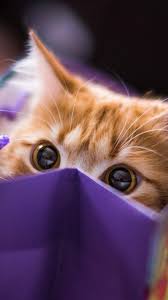 Account Suspended Yilbasi Duvar Kagidi Kedi Yavru Kediler