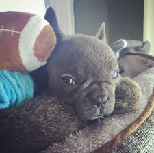 Football Star Felipe The Blue French Bulldog French Bulldog Blue French Bulldog Bulldog