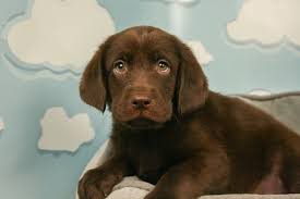 Labrador Retriever Puppies For Sale Labrador Retriever Puppies Labrador Retriever Labrador Puppy