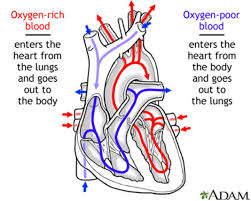 What Is Hf American Association Of Heart Failure Nurses