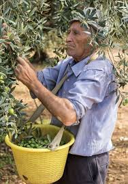 Olive Da Spiumatura Agricoltura Olio D Oliva Ulivo