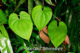 Image result for Dioscoreaceae