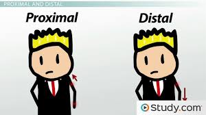 Anatomical Directional Terminology Limbs Hands Feet Video Lesson Transcript Study Com