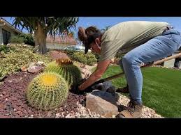 Many people are more than willing to give away cuttings. How To Remove Agave Quadricolor Pups And Clean Your Barrel Cactus Youtube